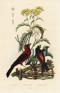 Tangara brasileña, Ramphocelus bresilius, y tangara del paraíso, Tangara chilensis de Unbekannt