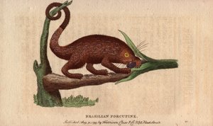 Cerdo épico de Bresilia (Coendou prehensilis), cerdo épico americano semiarborícola de las estirpes tropicales, cuya cola prensil le permite trepar a los árboles. Dibujo de Thomas Pennant (1726-1798). Litografía en The Naturalist Pocket Magazine or Cabinet de Unbekannter Künstler