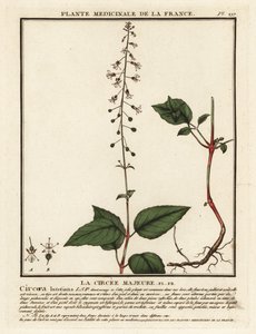 Hierba mora del encantador de hojas anchas, Circaea lutetiana.