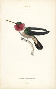 Colibrí de cola ancha, Selasphorus platycercus (Colibrí tricolor, Trochilus tricolor). Grabado en acero coloreado a mano por William Lizars de la Naturalist
