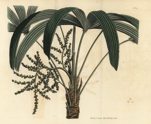 Palma dama de hoja ancha, Rhapis excelsa