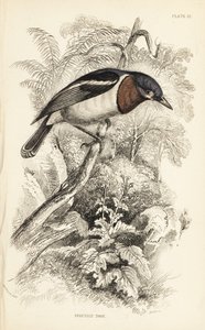 Platysteira cyanea (Platystera lobata). Grabado en acero coloreado a mano por William Lizars a partir de una ilustración de William Swainson de la Naturalist