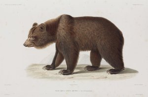 Oso pardo, Kamchatka, Rusia de Unbekannt