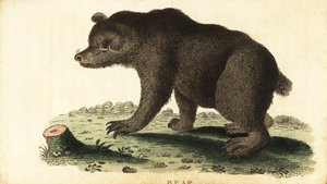 Oso pardo, Ursus arctos.,1800 (grabado) de Unbekannter Künstler