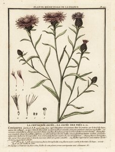 Mala hierba marrón, Centaurea jacea. de Unbekannter Künstler