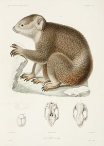 Koala marrón