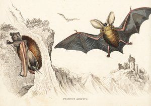 Murciélago orejudo pardo o murciélago orejudo común. Grabado en acero coloreado a mano de la Galería de Historia Natural de Georg Friedrich Treitschke, Naturhistorischer Bildersaal des Thierreiches, Liepzig-1842. de Unbekannter Künstler