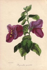 Buginvillaea spectabilis (La buganvilla o buganvilla). Litografía coloreada a mano dibujada por Samuel Holden para Sir Joseph Paxton en "Magazine of Botany", Londres, W.S. Orr. de Unbekannter Künstler