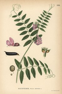 Vicia sepium de Unbekannter Künstler