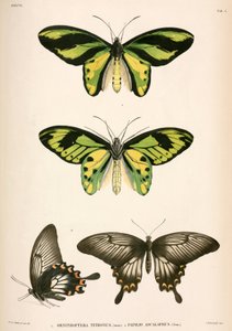 Mariposas, Indonesia de Unbekannt