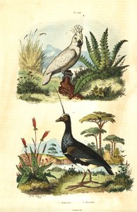 Cacatua galerita, cacatúa de cresta azufrada, y chajá cornudo, Anhima cornuta de Unbekannt