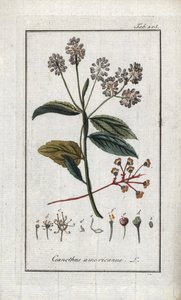 Lila de California (Ceanothus americanus). Litografía de "Afbeelding der Artseny-Gewassen" de Johannes Zorn (1739-1799), Países Bajos. de Unbekannter Künstler