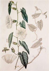 Calystegia sepium/Convolvulus sepium/Enredadera de seto