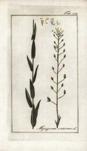Camelina o lino basardo o sésamo de Alemania (Camelina sativa). Litografía de "Afbeelding der Artseny-Gewassen" de Johannes Zorn (1739-1799), Países Bajos.