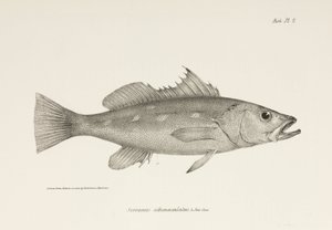 Camotillo, Océano Pacífico, c 1832-1836 de Unbekannter Künstler
