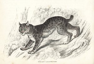 Lince canadiense, Lynx canadensis (Felis canadensis). Litografía coloreada a mano de la Galería de Historia Natural de Georg Friedrich Treitschke, Naturhistorischer Bildersaal des Thierreiches, Liepzig-1842. de Unbekannter Künstler