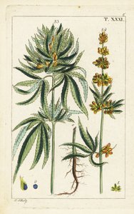 Planta de cannabis, Cannabis sativa.
