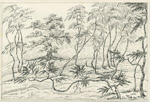 Cannock Chase de Unbekannt