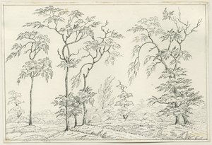 Cannock Chase: dibujo a pluma y lápiz, nd [?siglo XIX] de Unbekannt