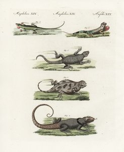 Lagarto ceñudo del Cabo (saurio africano), Cordylus cordylus 1, vencejo de Madagascar de Cuvier (lezardo de Madagascar), Oplurus cuvieri 2, lagarto cornudo de montaña (lezardo a cuerno), Phrynosoma orbiculare 3, anole jamaicano (lezardo de Jamaique), Anoli