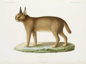 Caracal, Argelia de Unbekannt