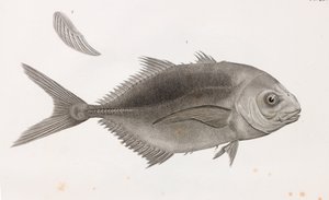 Caranx Sauteur (detalle) de Unbekannt