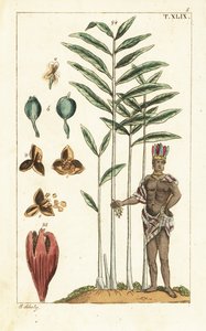 Árbol del cardamomo, Elettaria cardamomum. de Unbekannter Künstler