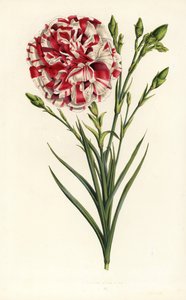 Híbrido de clavel, Luis Napoleón, Dianthus caryophyllus. Litografía coloreada a mano de la obra de Louis van Houtte y Charles Lemaire Flores de los jardines e invernaderos de Europa, Flore des Serres et des Jardins de l