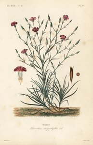 Clavel, Dianthus caryophyllus de Unbekannt