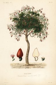 Anacardo, Anacardium occidentale de Unbekannt