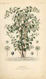 Zarzaparrilla verde, Smilax glauca, Salsepareille, grabado en acero a mano por Debray después de una ilustración botánica de Edouard Maubert de Pierre Oscar Reveil de Unbekannt