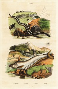 Siluro, sirena enana, avispa y escarabajo. de Unbekannter Künstler