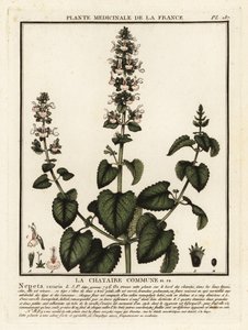 Hierba gatera, Nepeta cataria. de Unbekannter Künstler