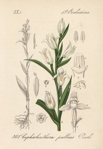Cephalanthere longifolia (Cephalanthera pallens) - Eléboro de hoja larga, Cephalanthera longifolia (Cephalanthera pallens). Litografía coloreada a mano de la Flora alemana (Flora von Deutschland) de Diederich von Schlechtendal, Jena. de Unbekannter Künstler
