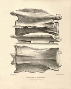 Vértebra cervical de Macrauchenia, un animal prehistórico encontrado por Charles Darwin durante su viaje de exploración a bordo del Beagle. The Zoology of the voyage of H.M.S. Beagle under the command of Captain Fitzroy during the years 1832 to 1836 edited