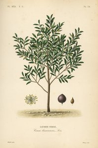 Laurel cerezo o laurel inglés, Prunus laurocerasus de Unbekannt