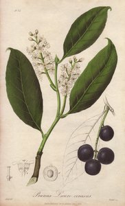 Laurel cerezo o laurel almendro o laurel pame o laurel trebizonde (Prunus Lauro-cerasus) - Drenaje de William Clarke para ilustrar "Medical Botanical, Description of the Medicinal Plants of London, Edinburgh and Dublin" de John Stephenson y James Morss. de Unbekannter Künstler