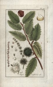 Castaño (Castanea sativa). Litografía de "Afbeelding der Artseny-Gewassen" de Johannes Zorn (1739-1799), Países Bajos. de Unbekannter Künstler