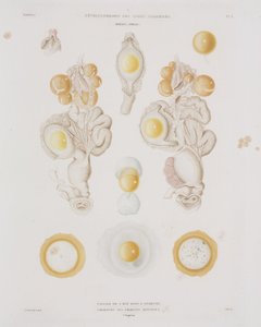Huevo de gallina en el oviducto, c.1847-1859 de Unbekannt