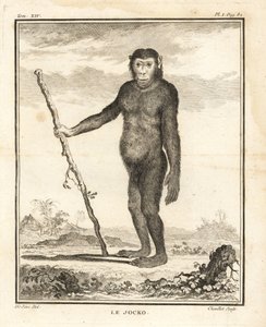 Chimpancé, Pan troglodytes. El Jocko. En peligro de extinción. Grabado al cobre de Chevillet a partir de una ilustración de Jacques de Seve de Georges-Louis Leclerc, Comte de Buffon