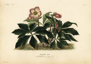 Rosa de Navidad o heléboro negro, Helleborus niger de Unbekannt