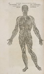 Circulación el sistema venoso del cuerpo humano masculino de Unbekannt
