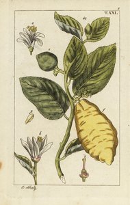 Citron mostrando fruta, hojas y flores, Citrus medica. de Unbekannter Künstler