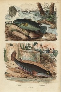 Perca trepadora, Anabas testudineus, y pez de cuatro ojos, Anableps anableps de Unbekannt