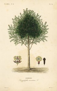 Clavo de olor, Syzygium aromaticum de Unbekannt