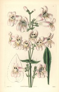 Penstemon cobaea-flowered, Penstemon cobaea. Grabado en cobre coloreado a mano por Weddell según J. McNab de John Lindley and Robert Sweet