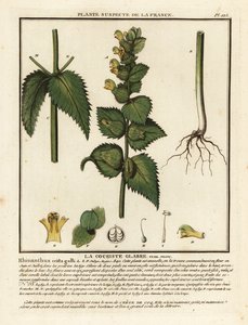 Peine del gallo, Rhinanthus crista-galli. de Unbekannter Künstler