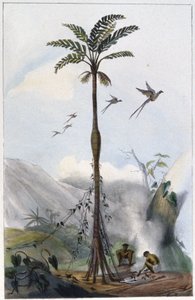 Cocotero (Barrigudo) de Unbekannter Künstler