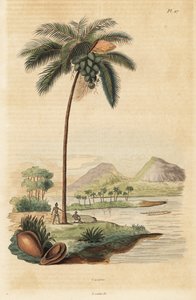 Árbol de coco, Cocos nucifera