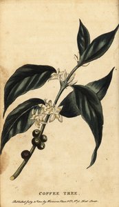 Árbol del café, Coffea arabica. ,1800 (grabado)